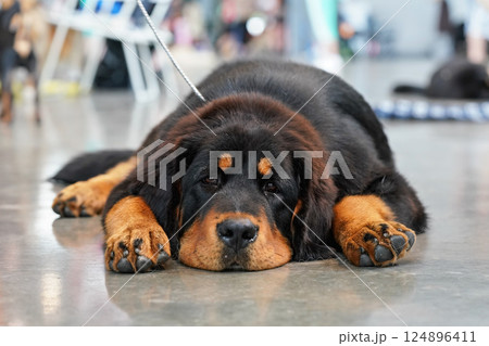 Young rottweiler dog lying on the stone ground indoors, looking bored / tired Young rottweiler dog lying on the stone ground indoors, looking bored / tired 124896411