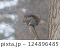 冬の北海道　木の上に佇むエゾリス 124896485