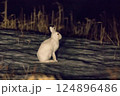 冬の北海道でたくましく生きるエゾユキウサギ 124896486