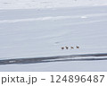北海道の雪原を駆けるエゾシカ 124896487