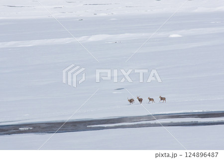 北海道の雪原を駆けるエゾシカ 北海道の雪原を駆けるエゾシカ 124896487