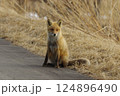 北海道、冬の大地に生きるキタキツネ 124896490
