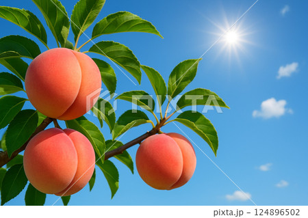 収穫まじかのモモと青空 収穫まじかのモモと青空 124896502