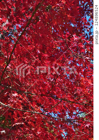 秋を彩る紅葉が織りなす情景 124896524