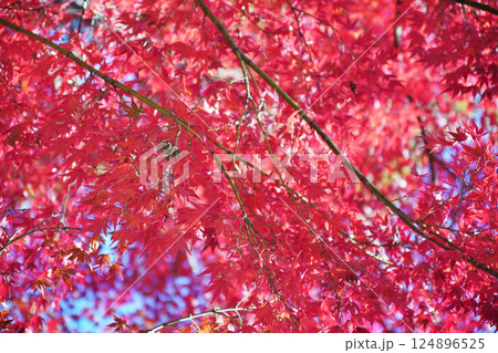 秋を彩る紅葉が織りなす情景 124896525