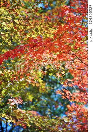 秋を彩る紅葉が織りなす情景 124896527
