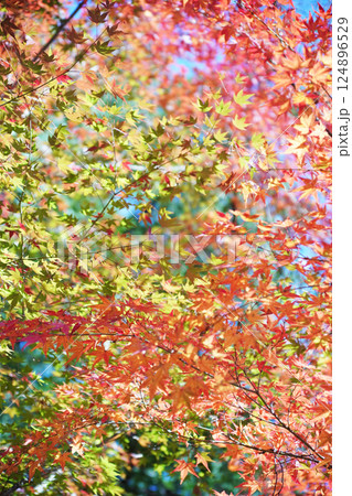 秋を彩る紅葉が織りなす情景 124896529