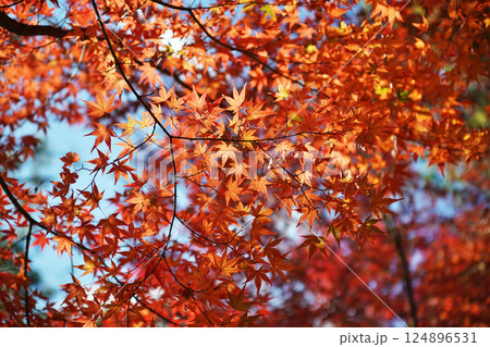 秋を彩る紅葉が織りなす情景 124896531