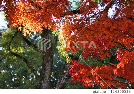 秋を彩る紅葉が織りなす情景 124896538