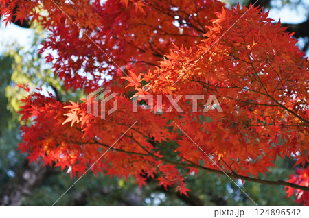 秋を彩る紅葉が織りなす情景 124896542