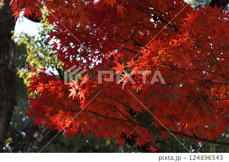 秋を彩る紅葉が織りなす情景 124896543