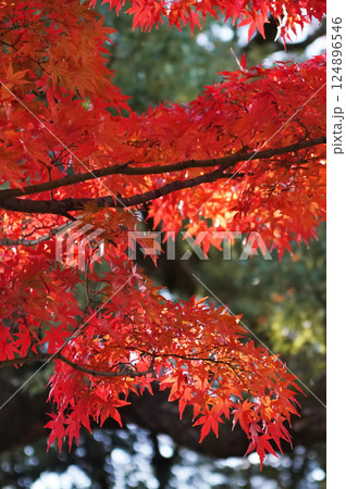 秋を彩る紅葉が織りなす情景 124896546