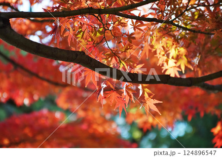 秋を彩る紅葉が織りなす情景 秋を彩る紅葉が織りなす情景 124896547