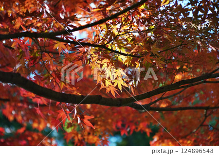 秋を彩る紅葉が織りなす情景 124896548