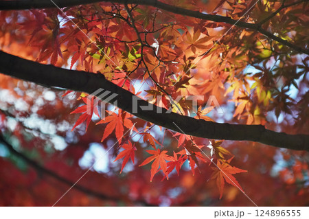 秋を彩る紅葉が織りなす情景 124896555