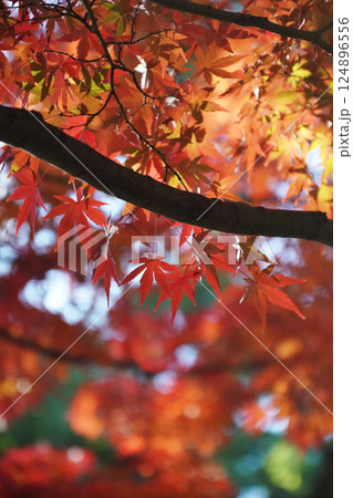 秋を彩る紅葉が織りなす情景 124896556
