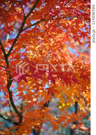 秋を彩る紅葉が織りなす情景 124896560