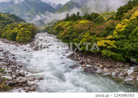 新緑と川霧 宮之浦川渓谷 洋上アルプス屋久島 新緑と川霧 宮之浦川渓谷 洋上アルプス屋久島 124896563