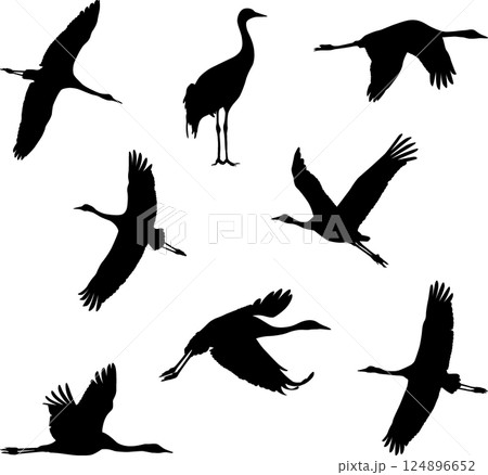 cranes 124896652