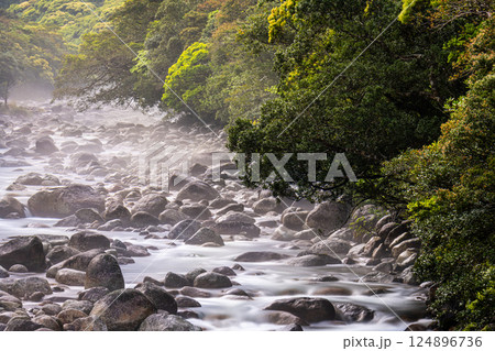 新緑と川霧 宮之浦川渓谷 洋上アルプス屋久島 新緑と川霧 宮之浦川渓谷 洋上アルプス屋久島 124896736