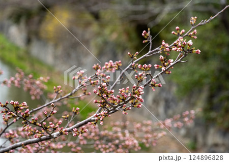 近江八幡の早桜 124896828