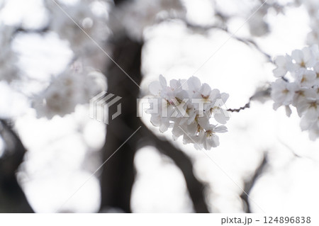 逆光に浮かぶ春の桜花⑥ 124896838