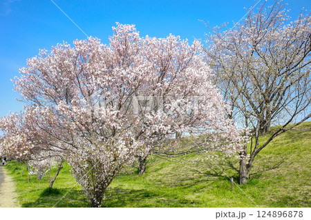 荒川赤羽堤緑地のサクラ 124896878