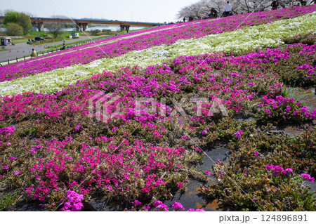 荒川赤羽桜緑地の芝桜 124896891