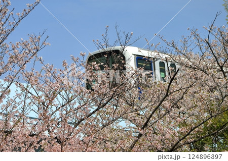 桜と新交通ゆりかもめ 桜と新交通ゆりかもめ 124896897