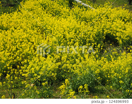 菜の花畑の風景 菜の花畑の風景 124896993