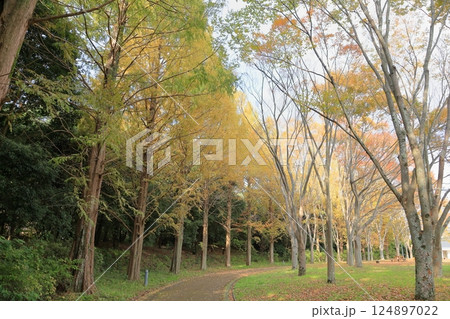 秋の公園 黄葉 メタセコイア並木 秋の公園 黄葉 メタセコイア並木 124897022