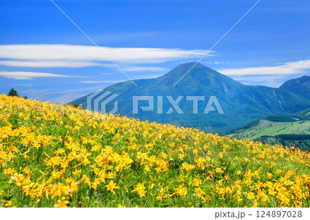 霧ヶ峰高原のニッコウキスゲ 124897028