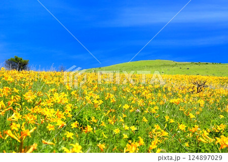霧ヶ峰高原のニッコウキスゲ 霧ヶ峰高原のニッコウキスゲ 124897029