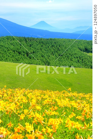 霧ヶ峰高原のニッコウキスゲ 霧ヶ峰高原のニッコウキスゲ 124897050