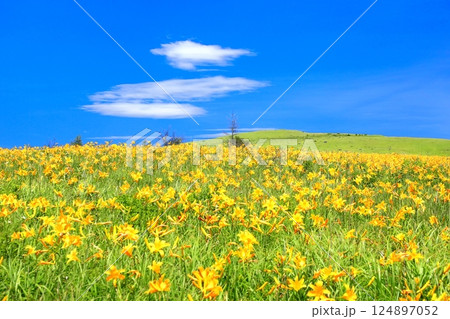 霧ヶ峰高原のニッコウキスゲ 124897052