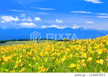 霧ヶ峰高原のニッコウキスゲ 124897053