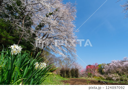 桜とスイセン 124897092