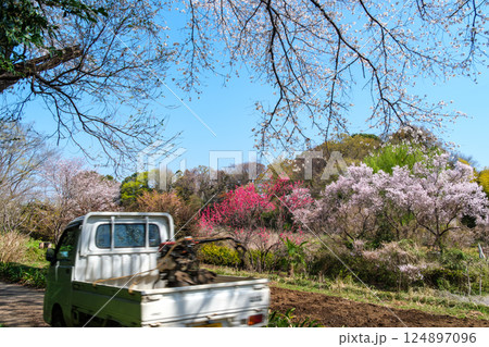 桜と軽トラ 124897096