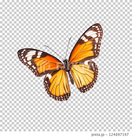 Macro photo of a colorful butterfly 124897197