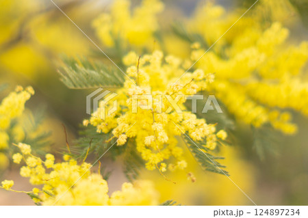春のミモザ,正面から 124897234