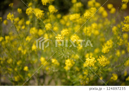 咲き誇る黄色い花 124897235