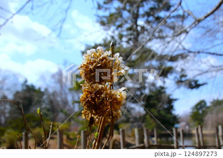 【青森県青森市】合浦公園の枯れた紫陽花と青空 124897273
