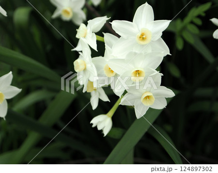 白い水仙の花のある風景 白い水仙の花のある風景 124897302