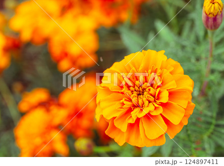 マリーゴールドの丘　マリーゴールドの花ー34 124897411