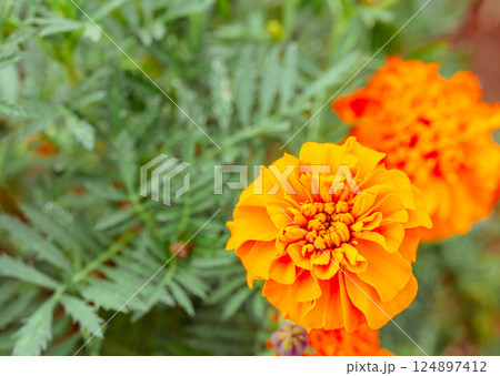 マリーゴールドの丘　マリーゴールドの花ー35 124897412