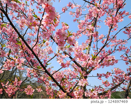 河津桜のある風景 124897469