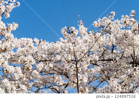 満開の桜 満開の桜 124897518