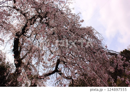 4月上旬に満開になった梅岩寺の枝垂桜（4） 124897555