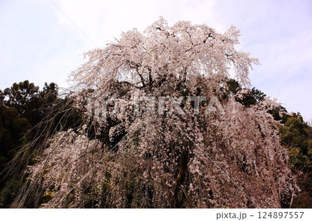 4月上旬に満開になった梅岩寺の枝垂桜（6） 124897557