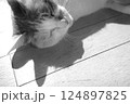 昼寝するネコ 124897825